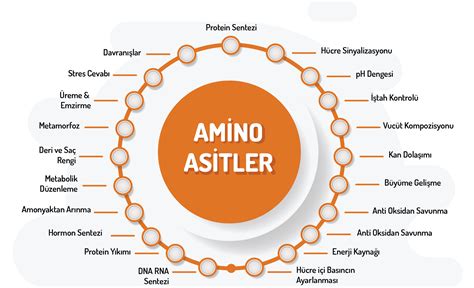 amino asit etkileri